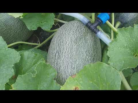 Видео: Дыня Амал поспела первая. Бахча  в Нижегородской области.