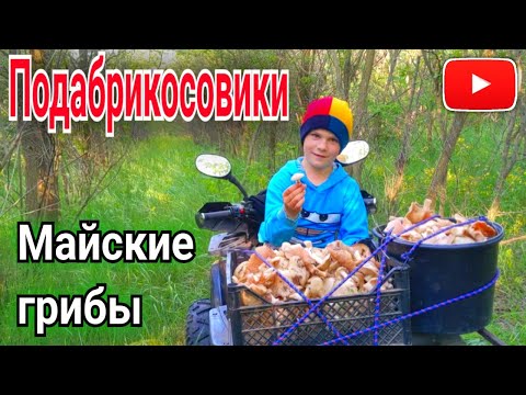 Видео: Три ведра за пол часа!!! Энтолома садовая или подабрикосовики