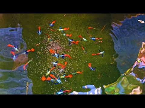 Видео: Огромные и красочные гуппи в этой мини-ферме на открытом воздухе!