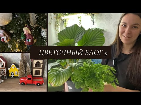 Видео: ВЛОГ 5 💚 Зеленая рутина/ Новинки растений/ Хоий и многое другое 08.01.24