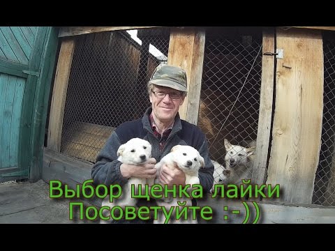 Видео: Выбор щенка лайки  Посоветуйте :-))