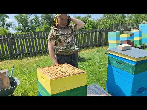 Видео: СОВСЕМ ДРУГАЯ ПЧЕЛА.