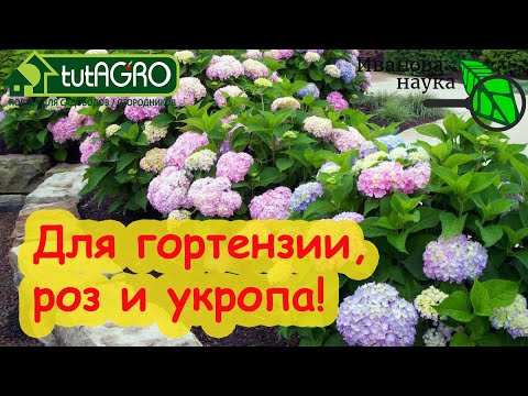 Видео: СУПЕР УДОБРЕНИЕ ДЛЯ РОЗ, УКРОПА, ГОЛУБИКИ и ГОРТЕНЗИЙ. Особая подкормка для особенных растений.