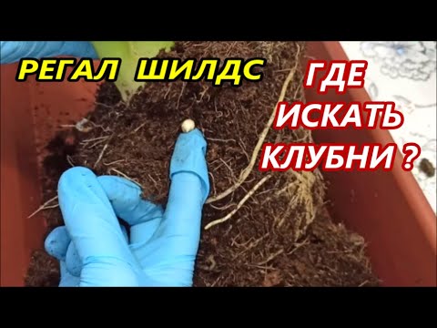 Видео: АЛОКАЗИЯ РЕГАЛ ШИЛДС 🌺 ГДЕ ИСКАТЬ КЛУБНИ⁉️ Пересадка и РАЗМНОЖЕНИЕ