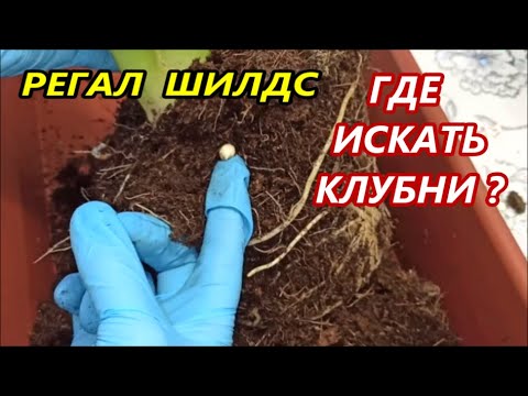 Видео: АЛОКАЗИЯ РЕГАЛ ШИЛДС 🌺 ГДЕ ИСКАТЬ КЛУБНИ⁉️ Пересадка и РАЗМНОЖЕНИЕ