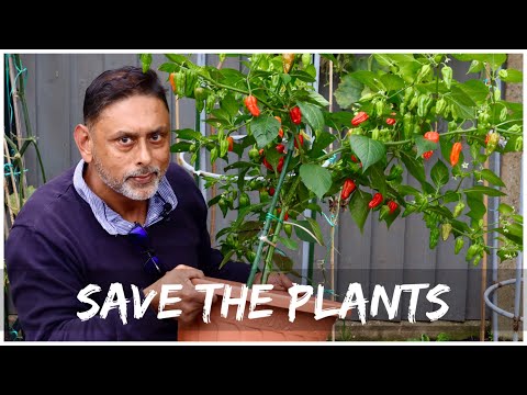 Видео: ПРОСТОЕ РУКОВОДСТВО ПО ПОДГОТОВКЕ РАСТЕНИЙ ЧИЛИ К ЗИМЕ | ЗИМНИЕ РАСТЕНИЯ ПЕРЦА