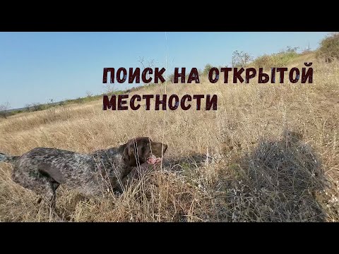 Видео: Курцхаар Роби. Поиск на открытой местности.