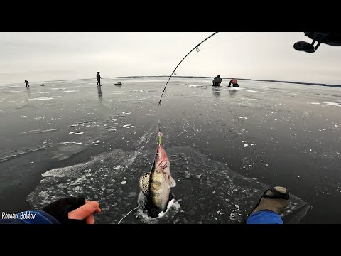 Видео: Вернулись на вчерашние лунки и.. Жадные  поклевки берша на тюльку. Первый лед 2023-2024.