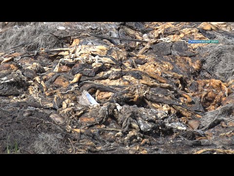 Видео: Тельбухи просто неба: у Кислянці Синельниківського району балку перетворили на скотомогильник