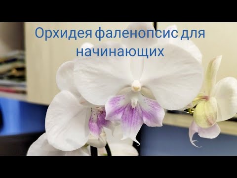 Видео: Как ухаживать за орхидей,чтобы она не ПОГИБЛА? Орхидея для начинающих.