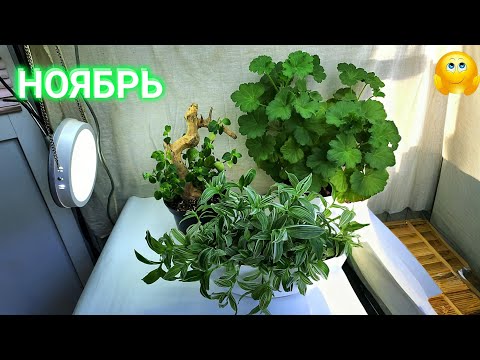 Видео: Пеларгония, Традесканция, Пеперомия на 1 ноября.