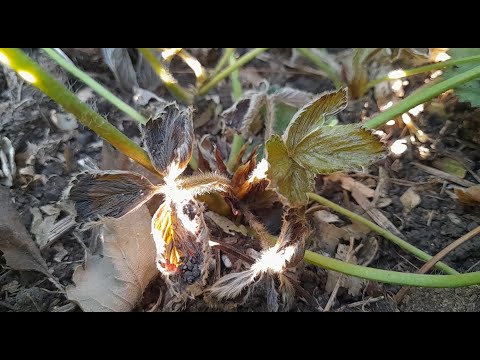 Видео: Нематода на клубнике: Как обезопасить грядку от заражения клубники нематодой. Методы борьбы