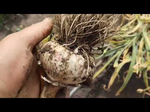 Видео: Копаем чеснок,урожай 2025 года