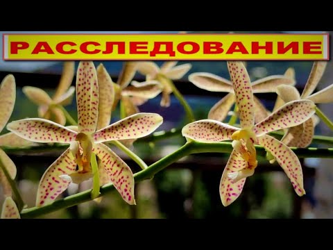 Видео: JIAHOS PINK GIRL×MANII BLACK или Schilleriana×MANII BLACK? КТО РАСЦВЕЛ У МЕНЯ? ВИДЕО-РАССЛЕДОВАНИЕ!