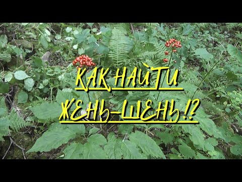 Видео: Как найти жень-шень !