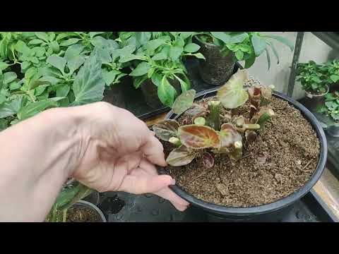 Видео: БЕГОНИИ . Как НАРАСТИТЬ пышный куст. Прищипка. Лучший ГРУНТ для бегоний. Схема ПОДКОРМОК