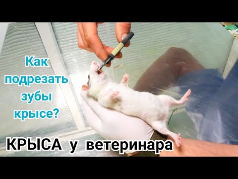 Видео: Крыса у ВЕТЕРИНАРА. Как подрезать зубы крысе? Уход за грызунами.