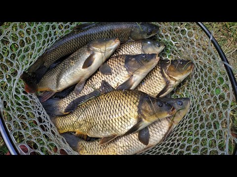 Видео: ПРОСТАЯ СНАСТЬ КОСИТ КАРПОВ КАК ПУЛЕМЕТ!!!КАРПЫ на МАКУШАТНИК!!!