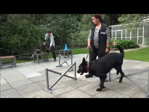 Видео: Догтренинг 553. Обыкновенное чудо за 13 дней. Немецкая овчарка Тор на пути к совершенству