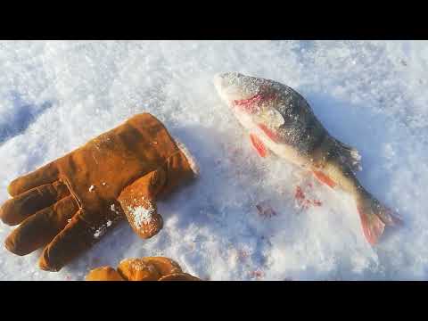 Видео: Открытие зимней рыбалки 2022 2023 на озере Лысое