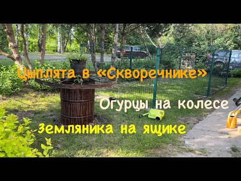 Видео: Купили Бройлеров. Сажаем огурцы на колесо, а землянику на ящики
