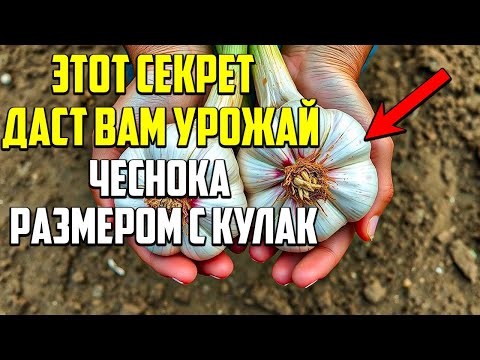Видео: Посадите Чеснок Так Этой Осенью, И Забудьте Про Мелкий Урожай Навсегда!