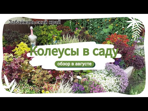 Видео: Колеусы в саду