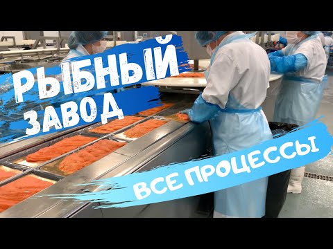 Видео: Рыбный завод в Польше. Самое подробное видео! #рыбныйзавод #работавПольше #заводыПольши