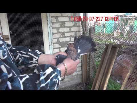 Видео: Продам голубей.  Кировоградские голуби.