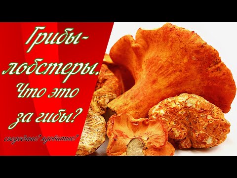 Видео: Грибы-лобстеры | Lobster mushrooms Canada | Quebec.