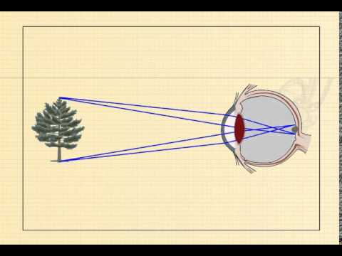 Видео: Око. Вади зору. Окуляри. Оптичні прилади