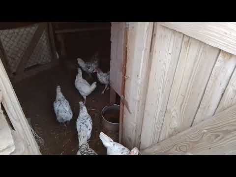 Видео: 9 ноября,ужин