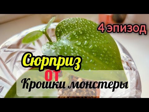 Видео: Монстера выросла вдвое за 5 недель Декабрист ожил после комы и ИИ тайны стресса растений.