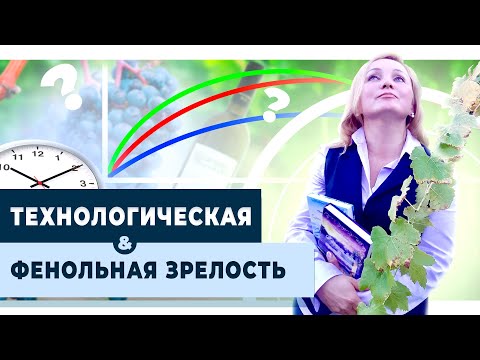 Видео: Что такое технологическая, фенольная и ароматическая зрелость винного винограда.