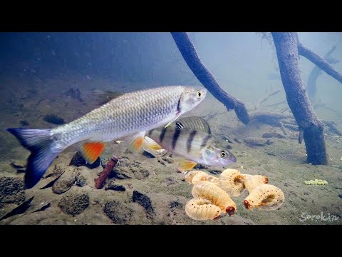 Видео: Белый или Красный ОПАРЫШ на реке??? Какой цвет выберет рыба под водой?