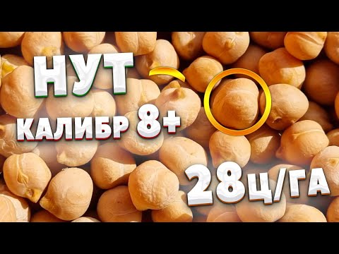 Видео: НУТ | Калибр 8+ | Ур-ть 28ц/га | Крупноплодный | Волжанин50 |
