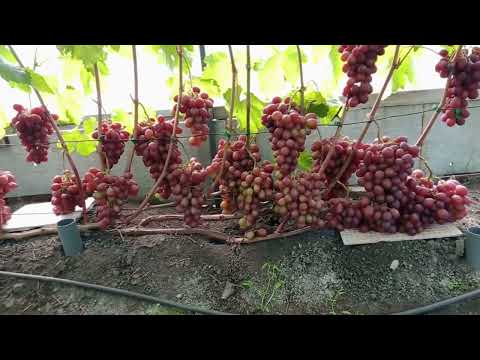 Видео: Виноград в защитной конструкции на 11.08.23. Нижегородская обл.