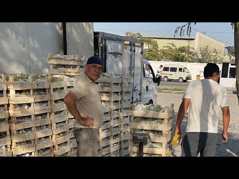 Видео: Олтиариқ узум бозор 2025.10.сентябр