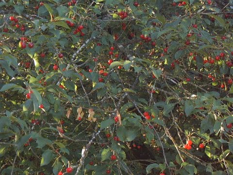 Видео: Вишнёвое повидло. Маринкины творинки