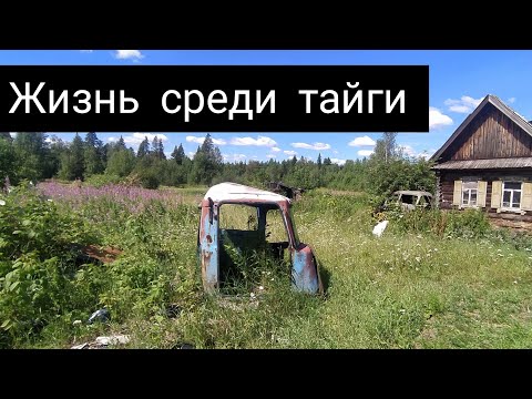 Видео: ЖИЗНЬ СРЕДИ ТАЙГИ | АУЖД Заброшенная деревня  Берёзовка
