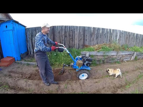 Видео: Уборка картофеля мотоблоком НЕВА