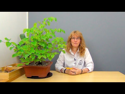 Видео: Бонсай из липы (ч.13).