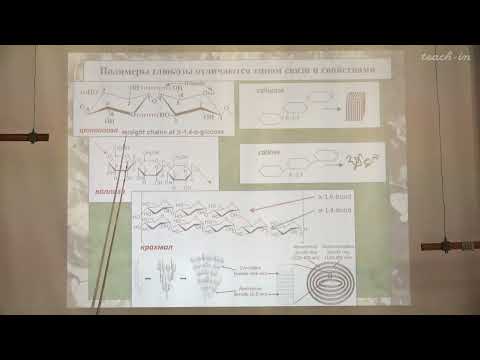 Видео: Константинова С.В. - Физиология и биохимия растений - 2. Отличия растительной и животной клеток