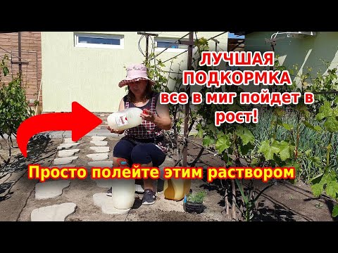 Видео: Овощи в миг пойдут в рост! Просто полейте раствором Бесараба все растения