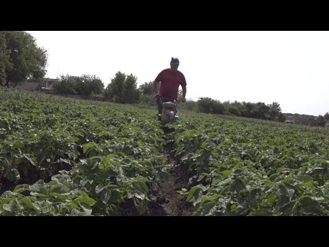 Видео: Окучивание картошки без ограничений по росту ботвы.