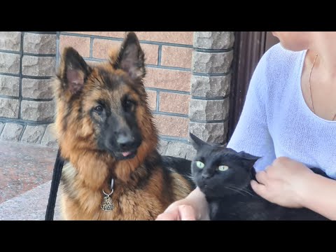 Видео: ДТ - 263. Выездные уроки ДТ в Курске. Атака немецкой овчарки на кота. Коррекция на месте.