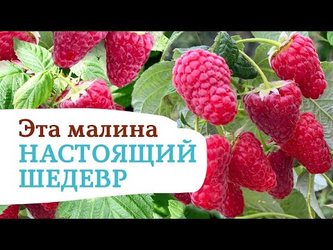 Видео: УНИКАЛЬНАЯ МАЛИНА ВАСЁНА