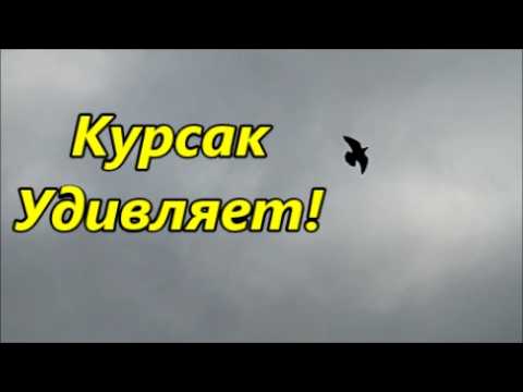 Видео: Голуби. Мои они такие, кто хочет, тот летит....