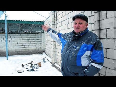 Видео: Белорусский голубевод держит 48 пород голубей.Гомель.