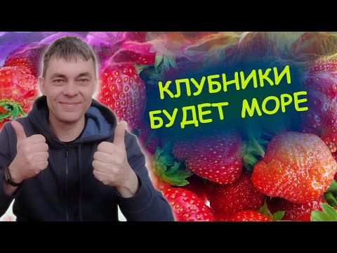 Видео: ПОДКОРМКА КЛУБНИКИ ВЕСНОЙ ДЛЯ БОЛЬШОГО УРОЖАЯ🍓🍓🍓 Как выращивать клубнику.